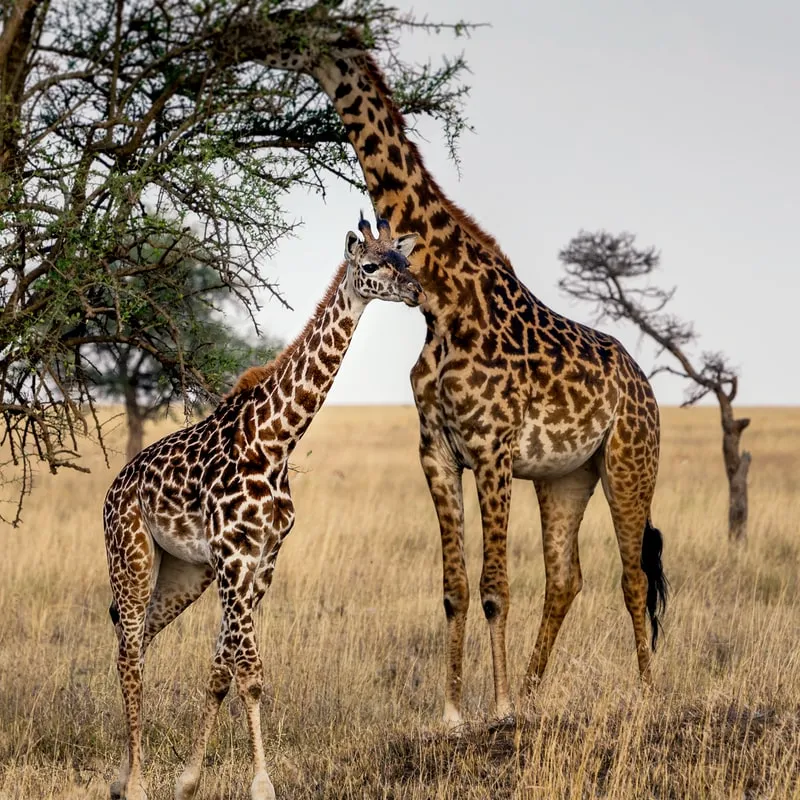 Mikumi National Park