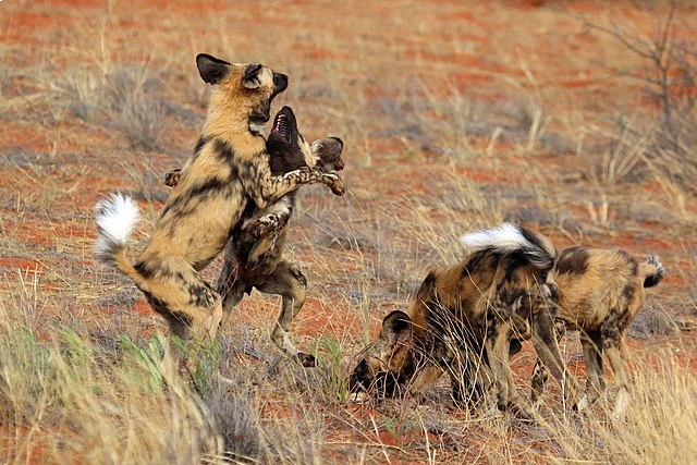 African Wild Dog