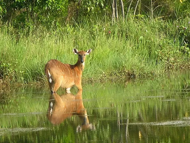 Sitatunga Antelope