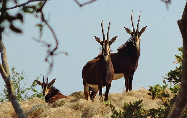 Sable Antelope