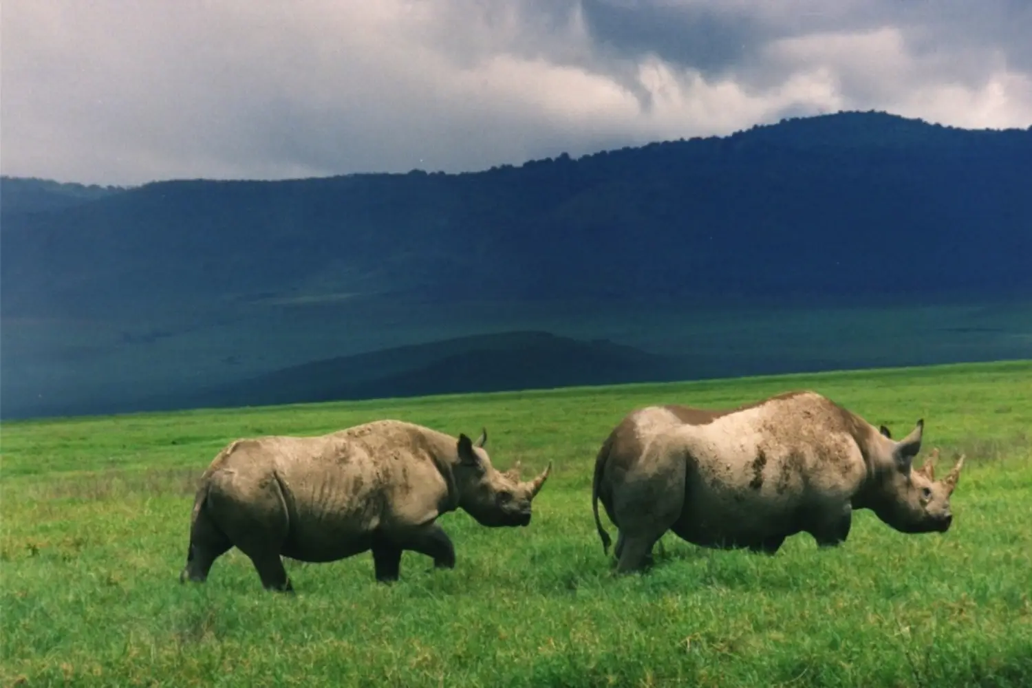 Rhino in Ngorongoro