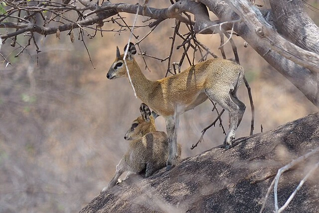 Ruaha National Park Safari