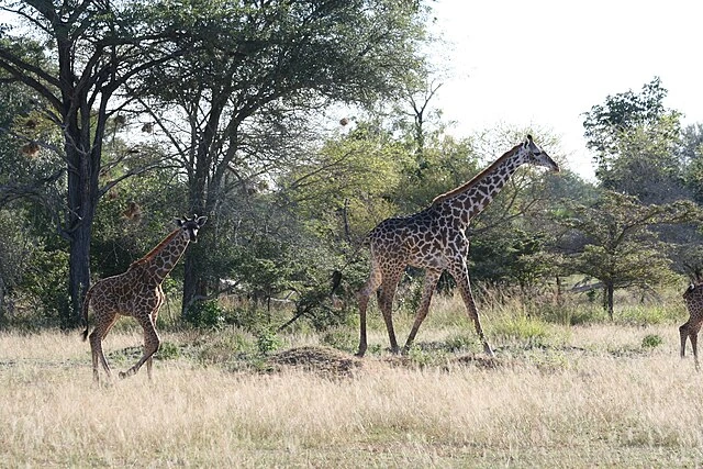 Selous Game Reserve Safari