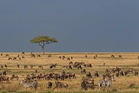 Tanzania Wildlife Safaris