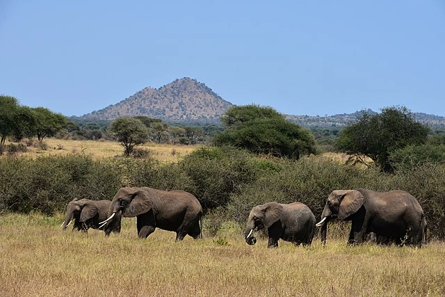 Tarangire Elephant Safari